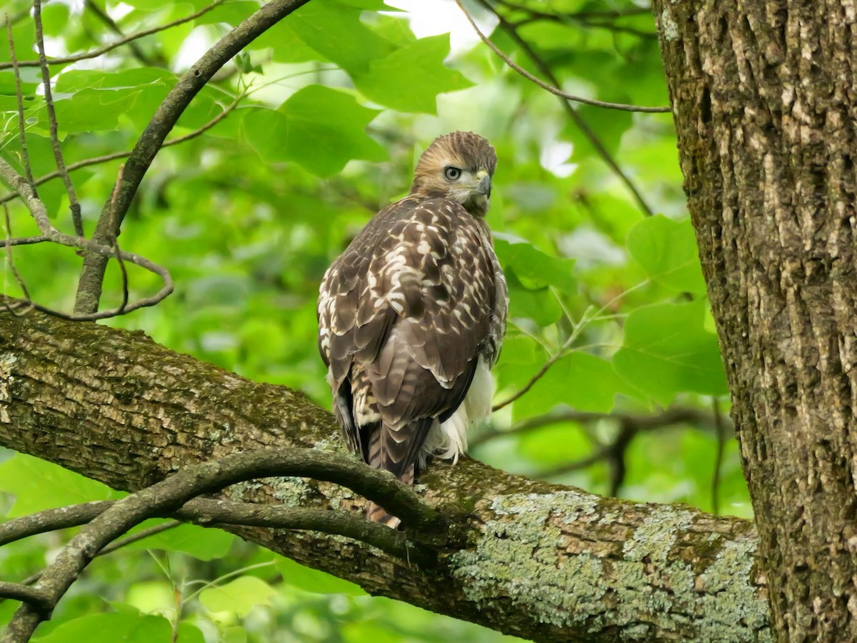 Red-tailed Hawk - ML620342185