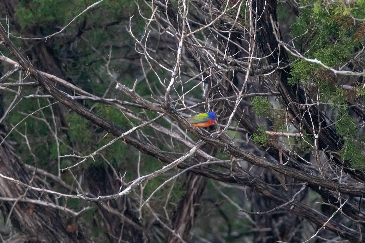 Painted Bunting - ML620342195