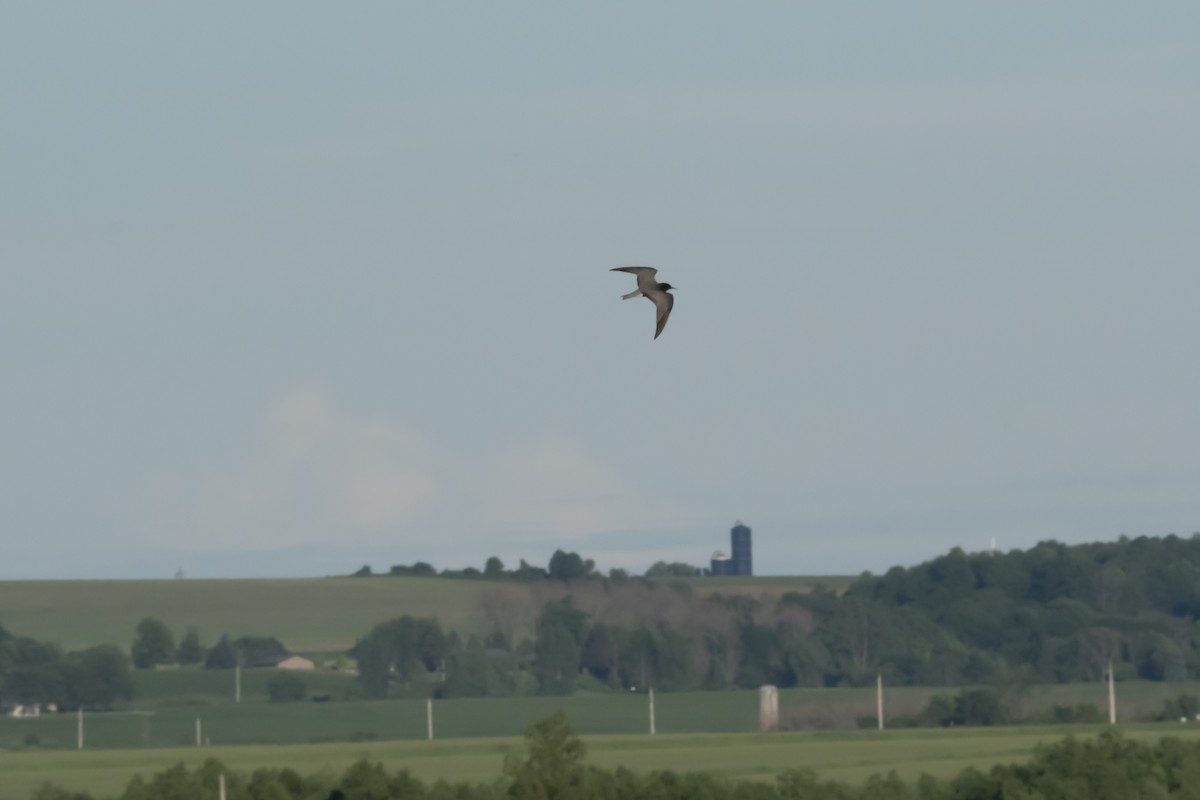 Black Tern - ML620342207