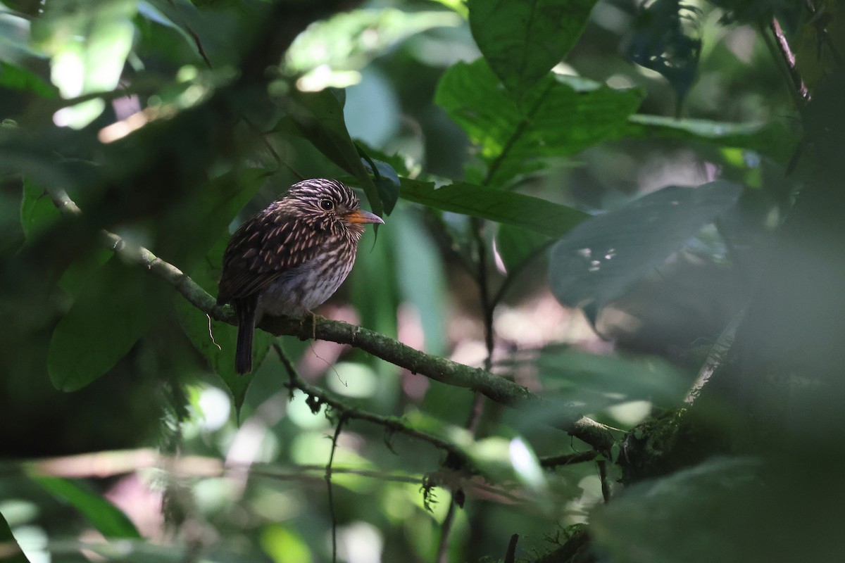 White-chested Puffbird - ML620342208