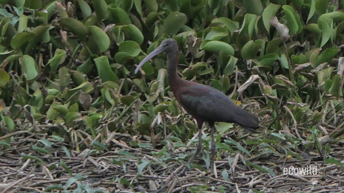 ibis hnědý - ML620342209