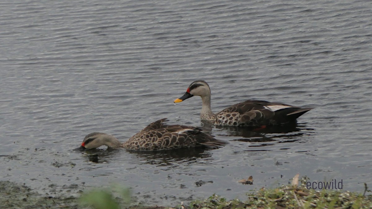Indian Spot-billed Duck - ML620342221