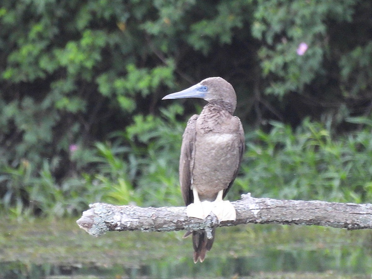 Brown Booby - ML620342222
