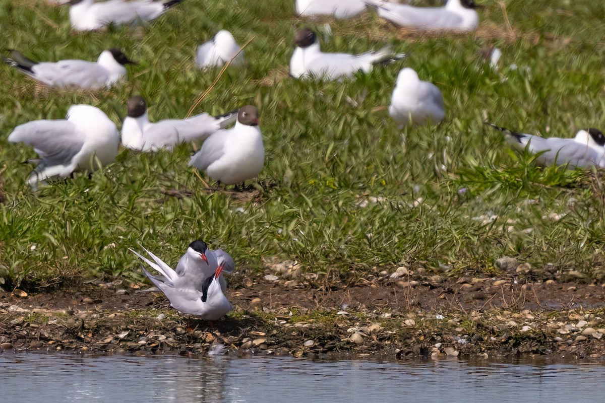 Крячок річковий - ML620342230