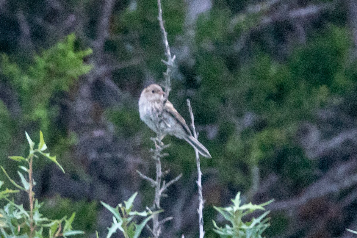 Field Sparrow - ML620342277