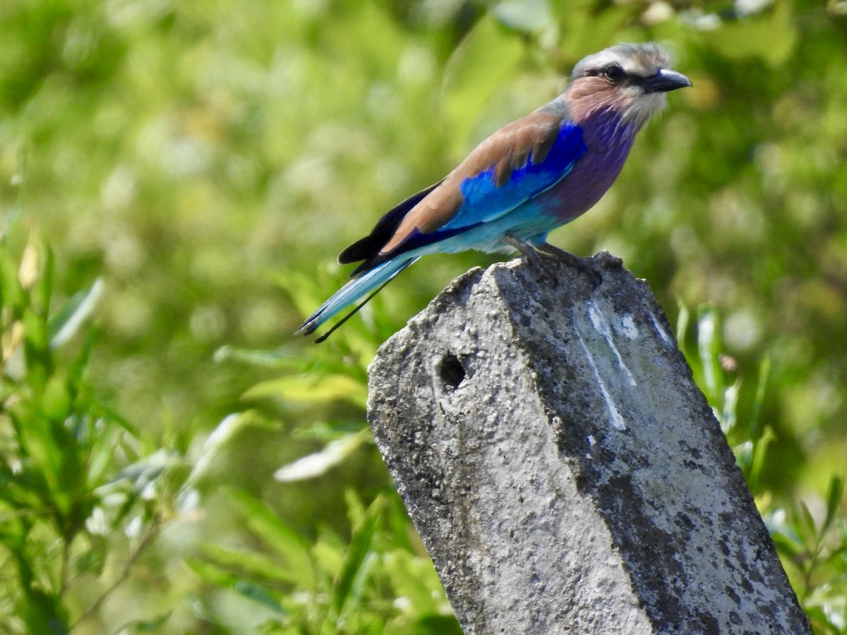 Lilac-breasted Roller - Nick Odio