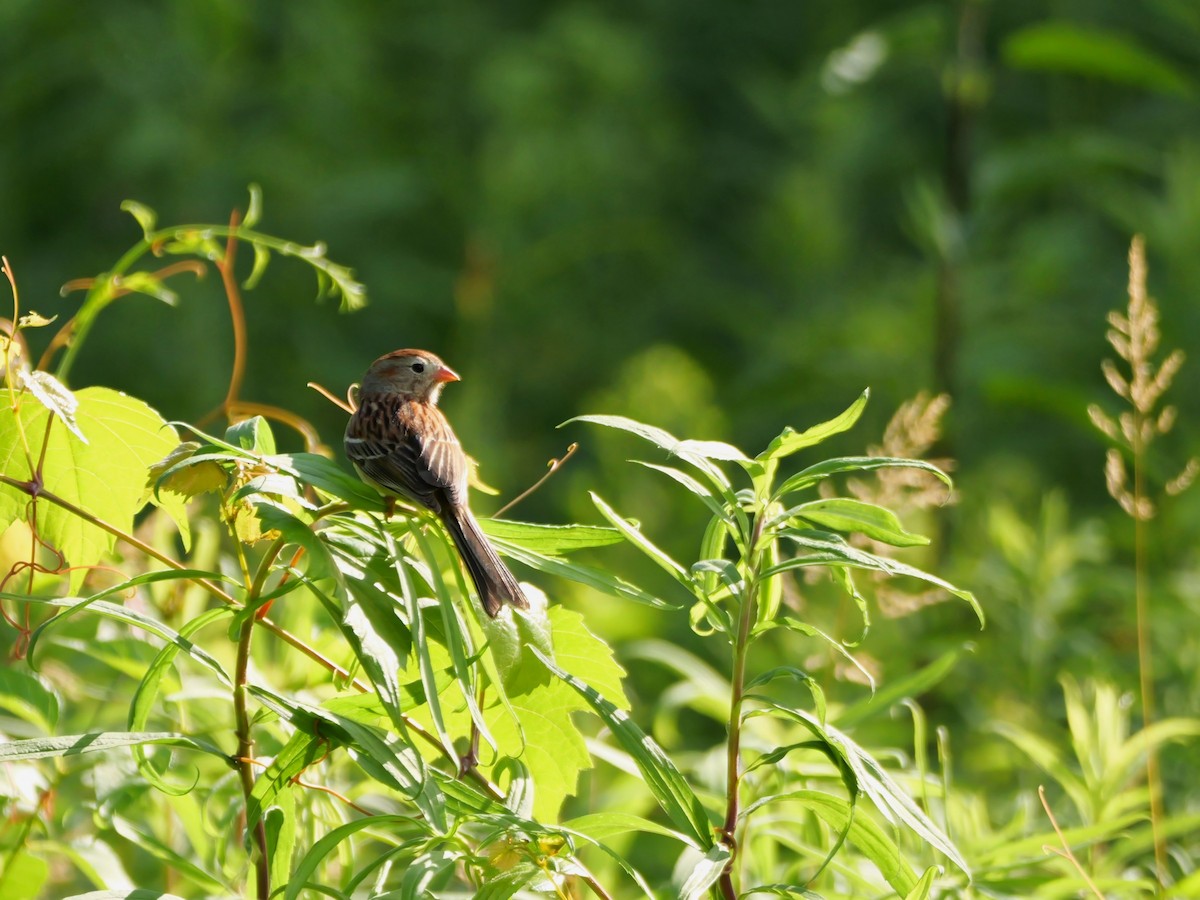 Field Sparrow - ML620342284