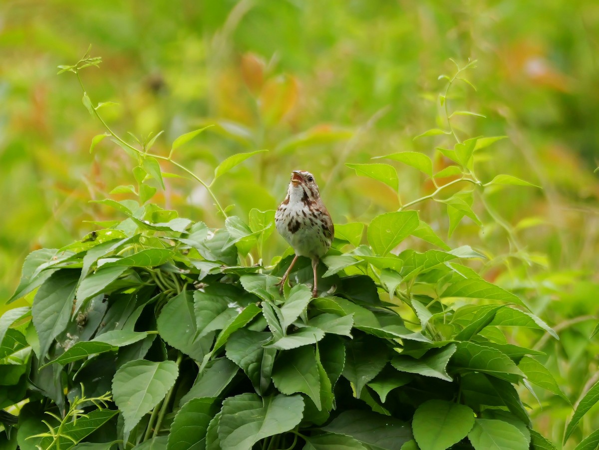 Song Sparrow - ML620342289