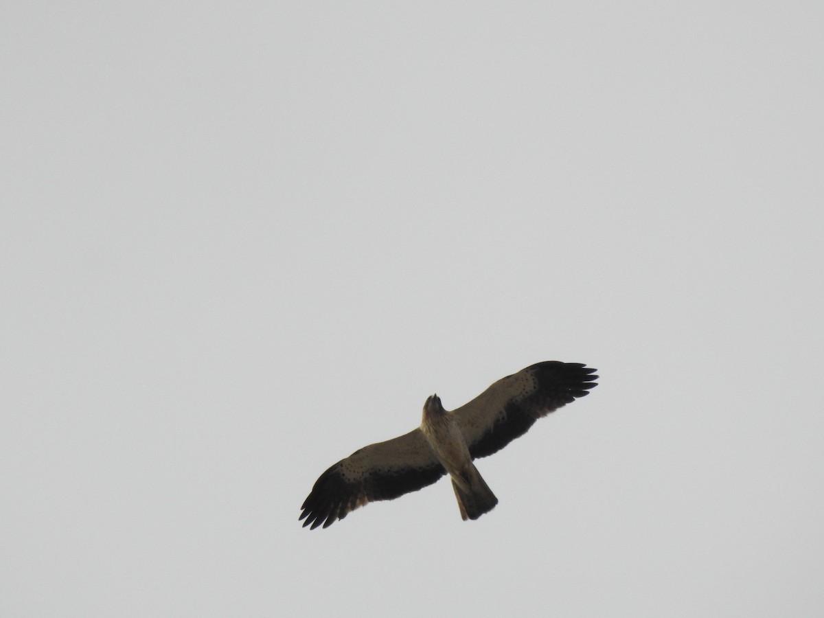 Booted Eagle - ML620342299