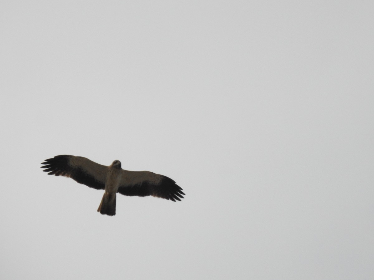 Booted Eagle - ML620342306