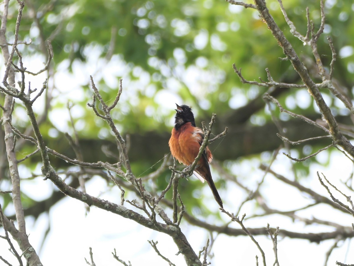 Orchard Oriole - ML620342308
