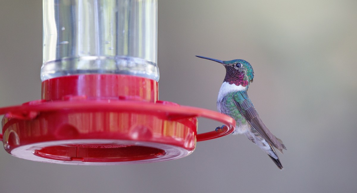 Broad-tailed Hummingbird - ML620342336