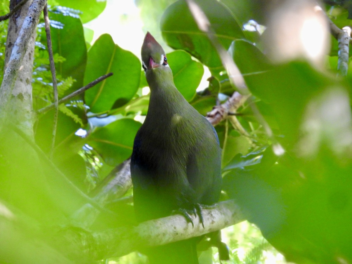 Fischer's Turaco (Zanzibar) - Nick Odio