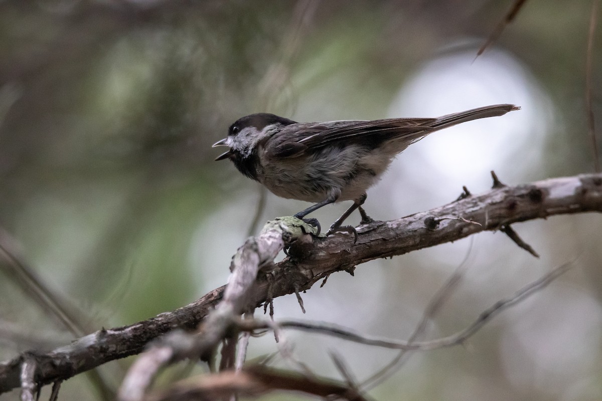 Carolina Chickadee - ML620342362