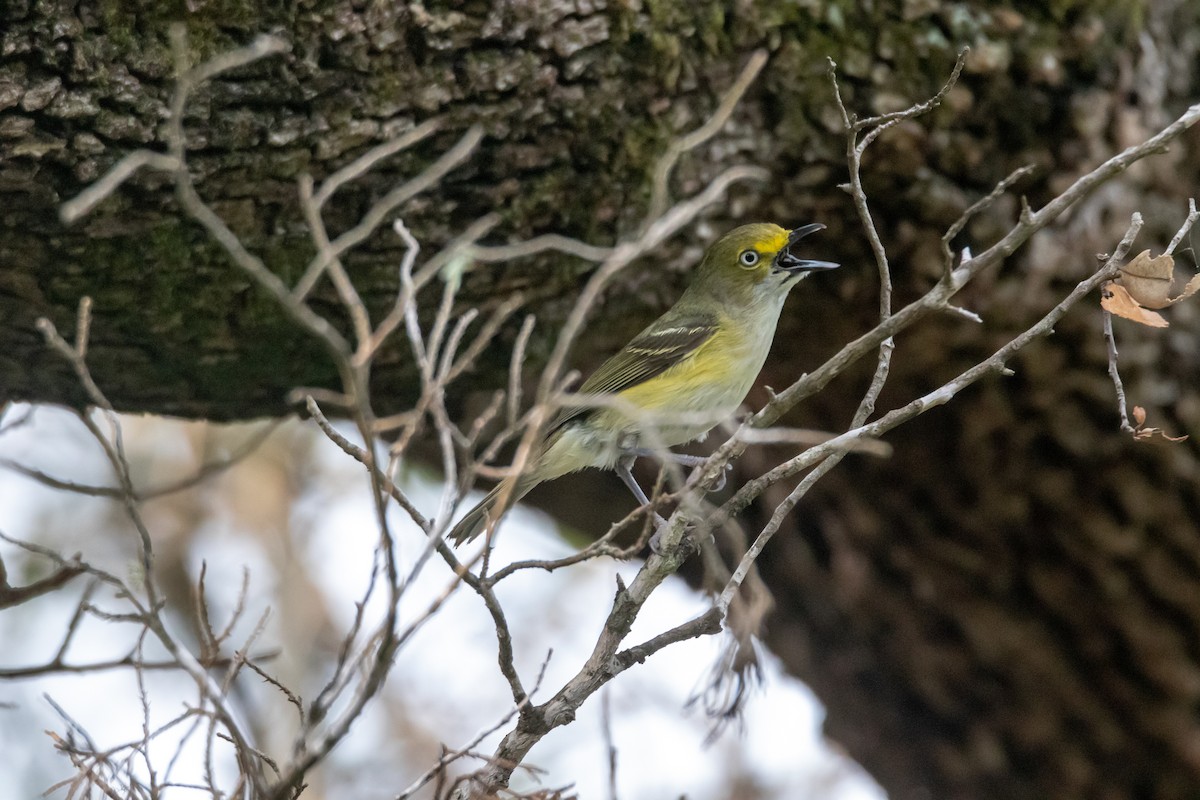 Ak Gözlü Vireo - ML620342378