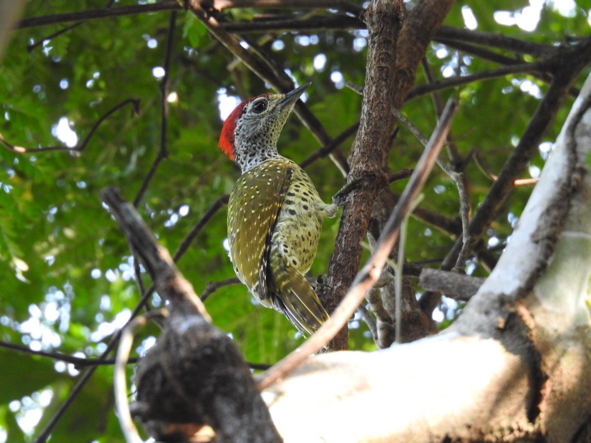 Green-backed Woodpecker (Spot-backed) - ML620342379