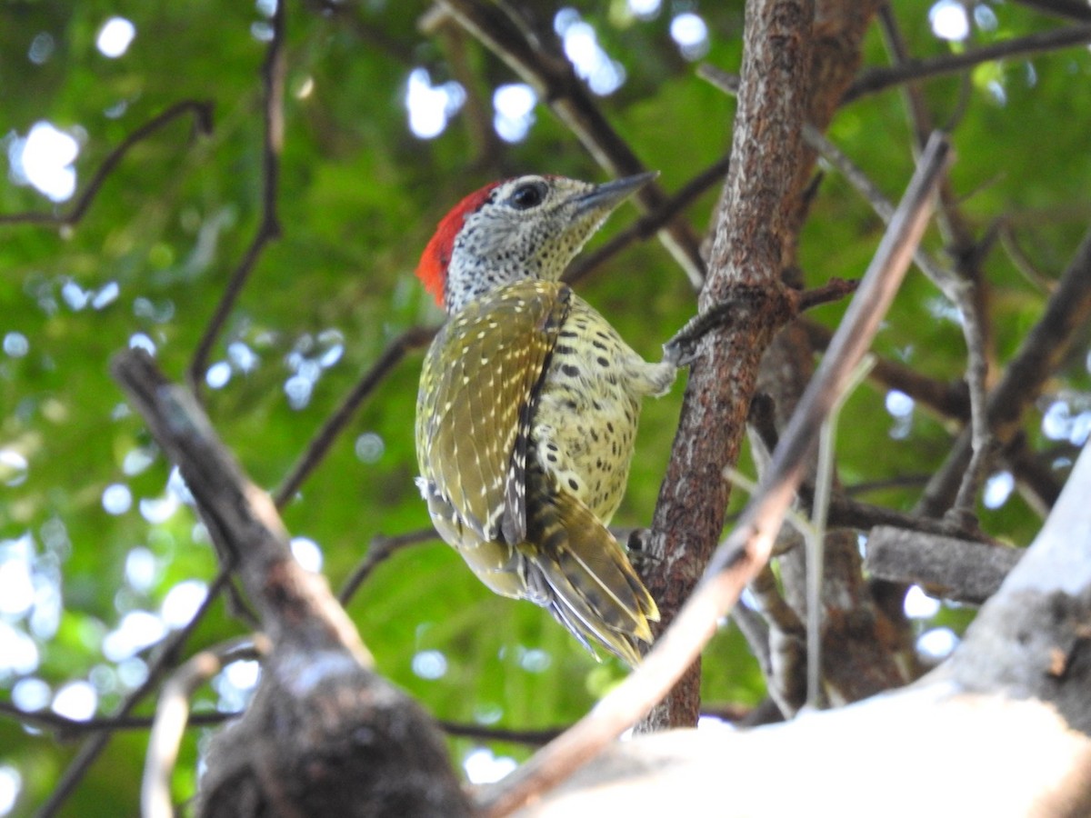 Green-backed Woodpecker (Spot-backed) - ML620342380