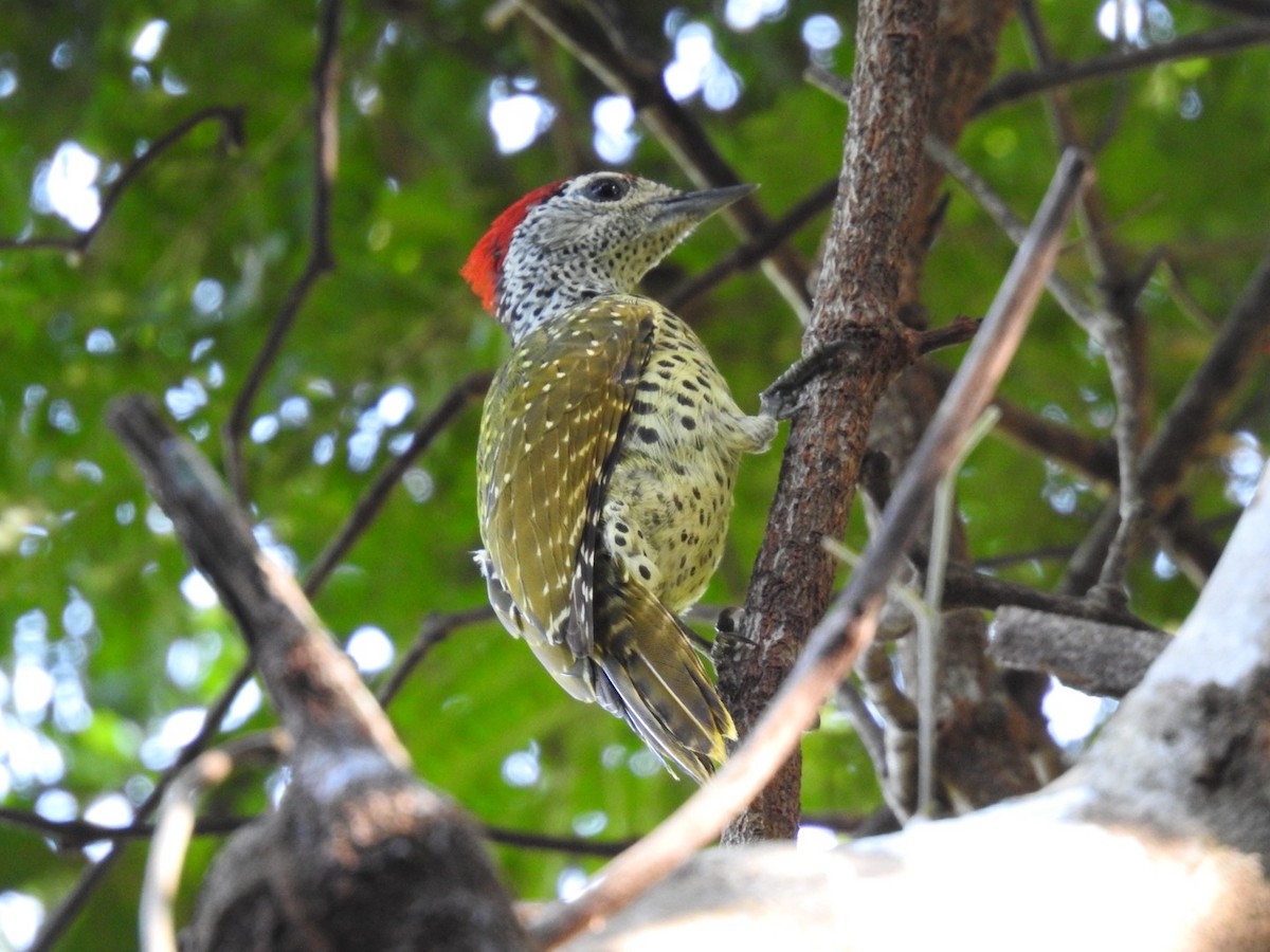 Green-backed Woodpecker (Spot-backed) - ML620342381