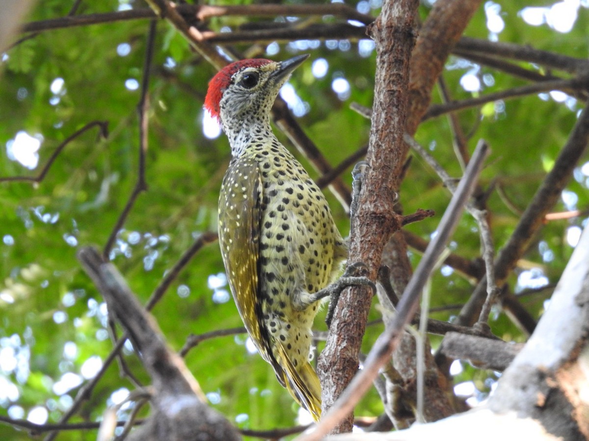 Green-backed Woodpecker (Spot-backed) - ML620342382
