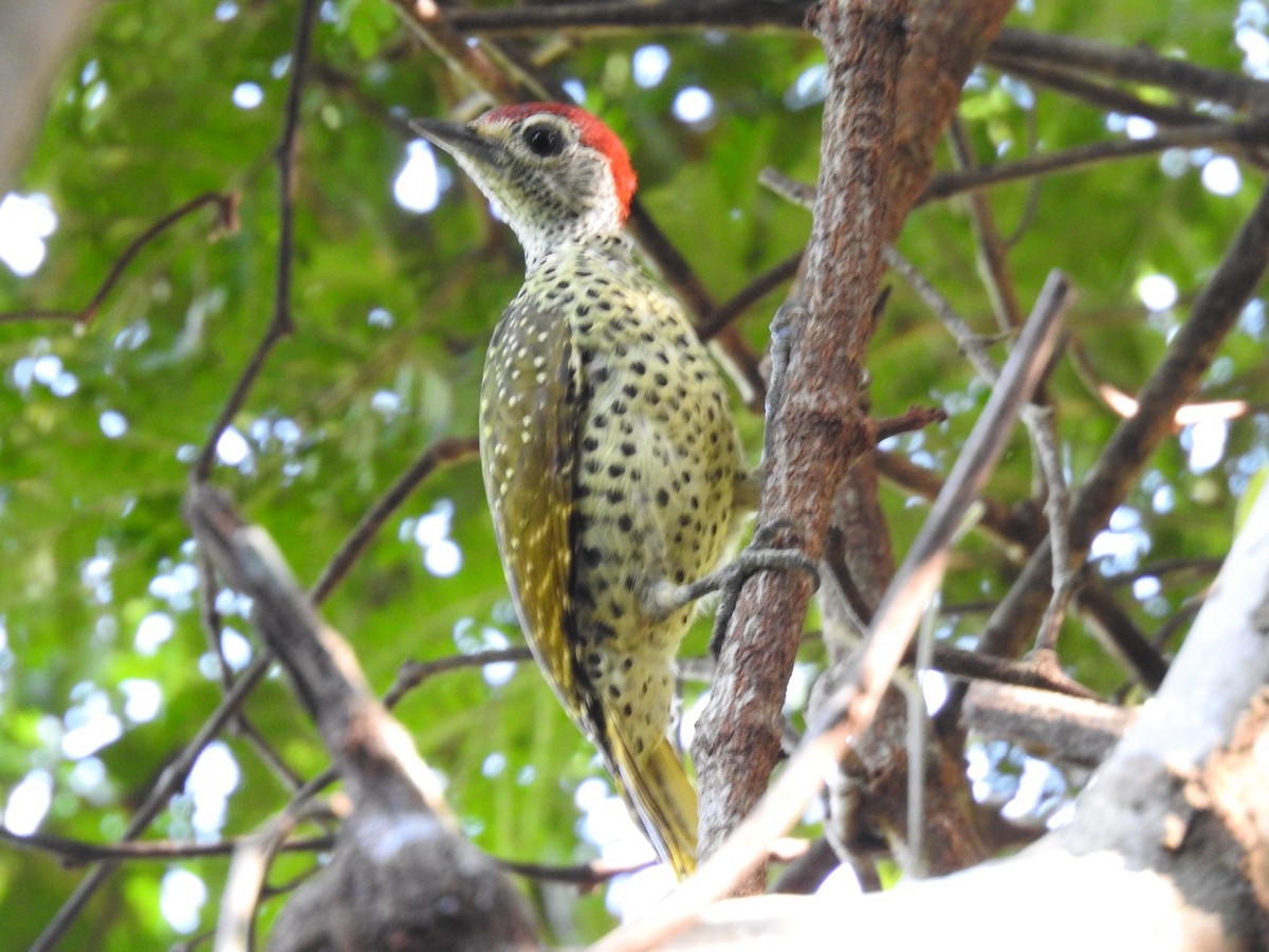 Green-backed Woodpecker (Spot-backed) - ML620342383