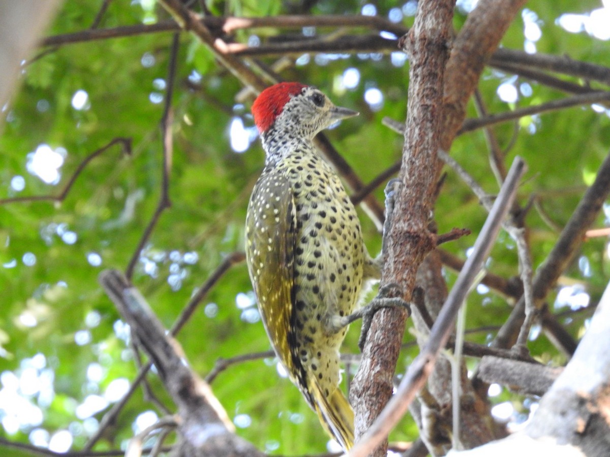 Green-backed Woodpecker (Spot-backed) - ML620342384