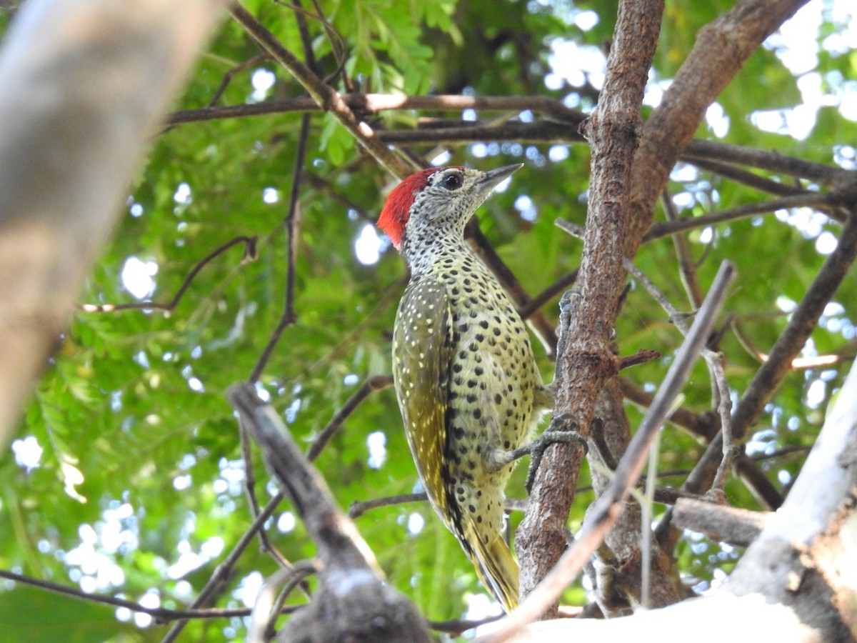 Green-backed Woodpecker (Spot-backed) - ML620342385