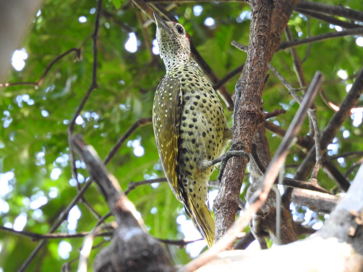 Green-backed Woodpecker (Spot-backed) - ML620342386