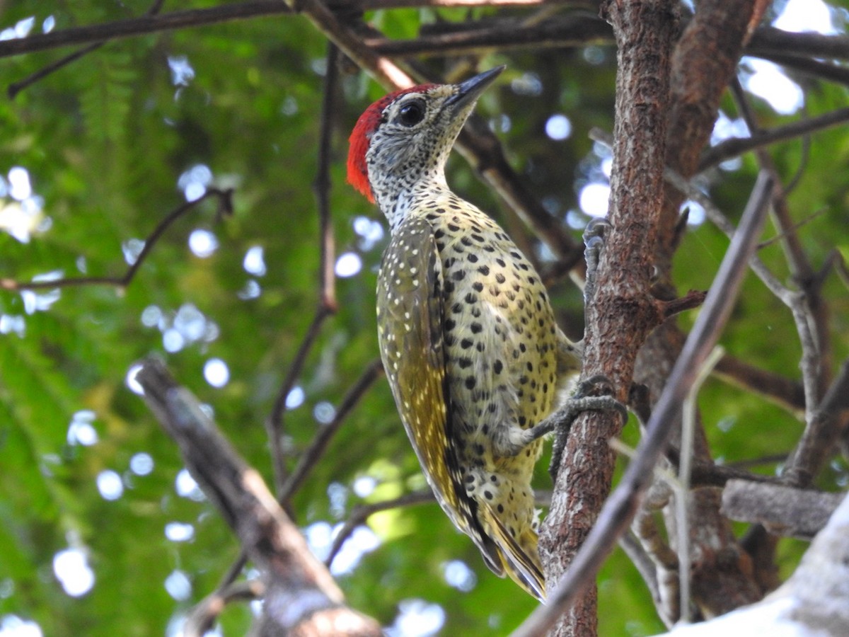 Green-backed Woodpecker (Spot-backed) - ML620342387