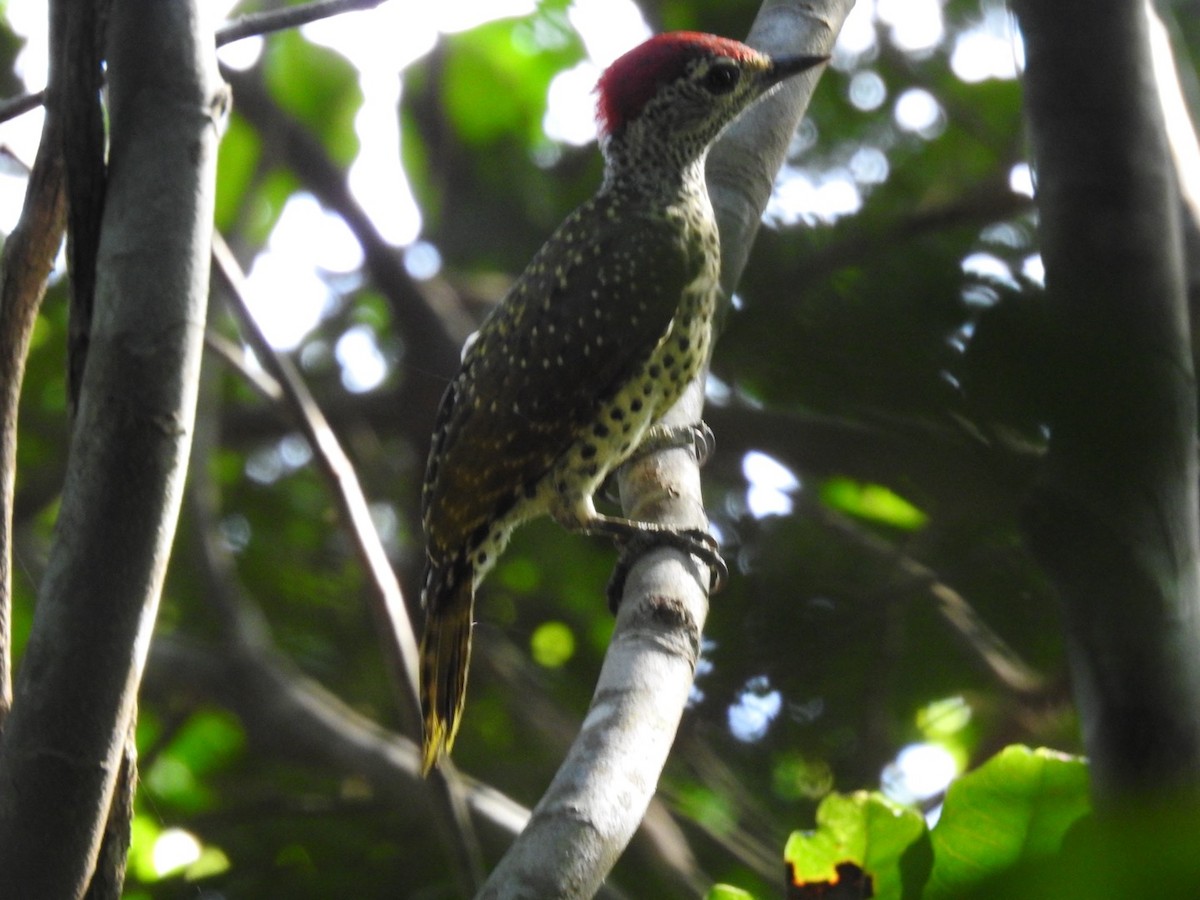 Green-backed Woodpecker (Spot-backed) - ML620342388