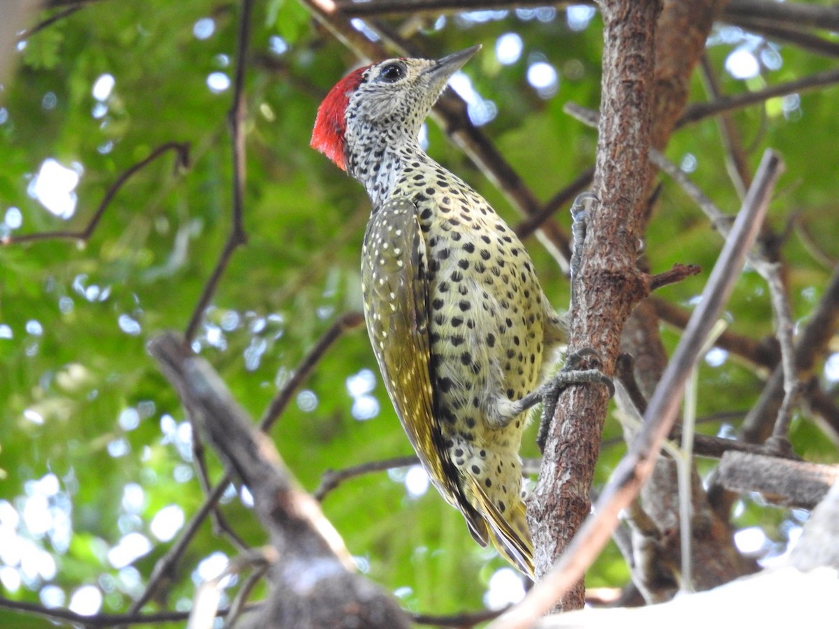 Green-backed Woodpecker (Spot-backed) - ML620342389