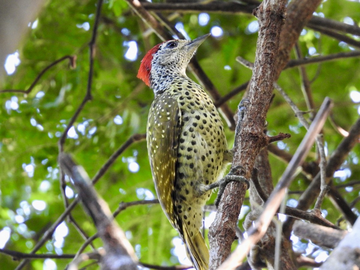 Green-backed Woodpecker (Spot-backed) - ML620342390