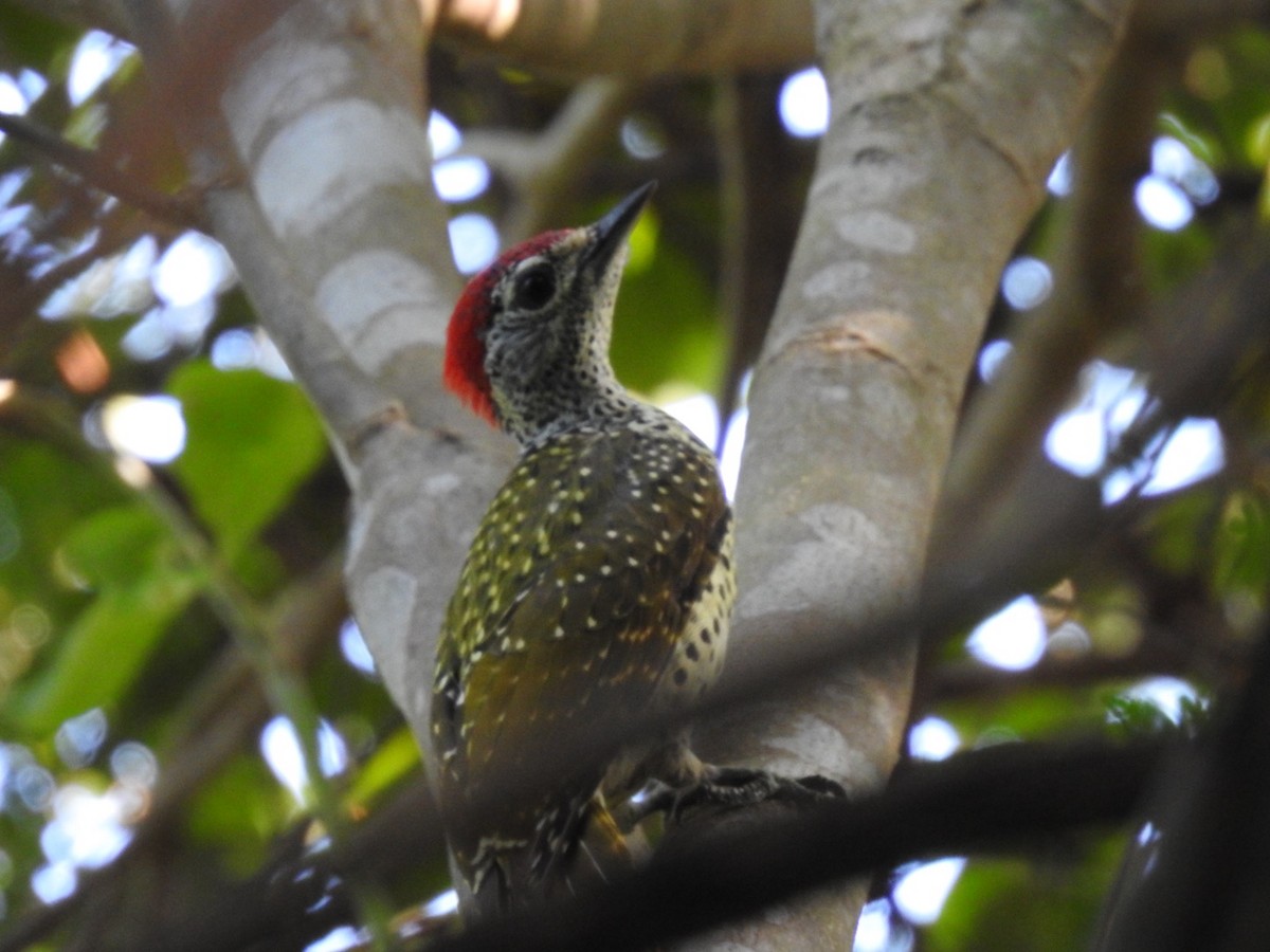 Green-backed Woodpecker (Spot-backed) - Nick Odio