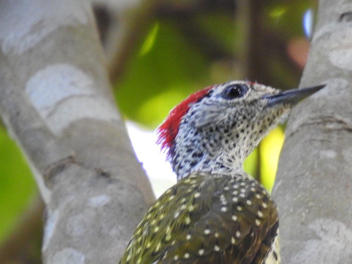 Green-backed Woodpecker (Spot-backed) - ML620342392