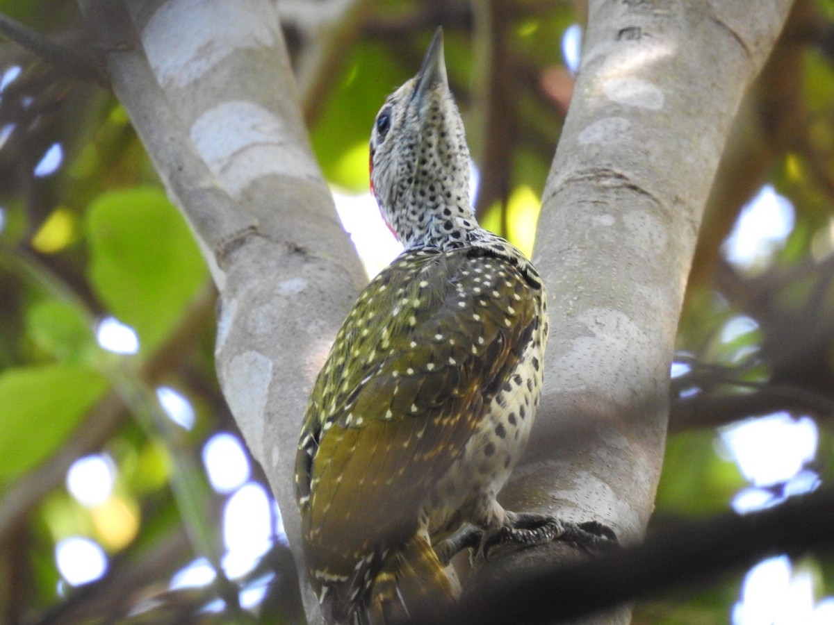 Green-backed Woodpecker (Spot-backed) - ML620342393