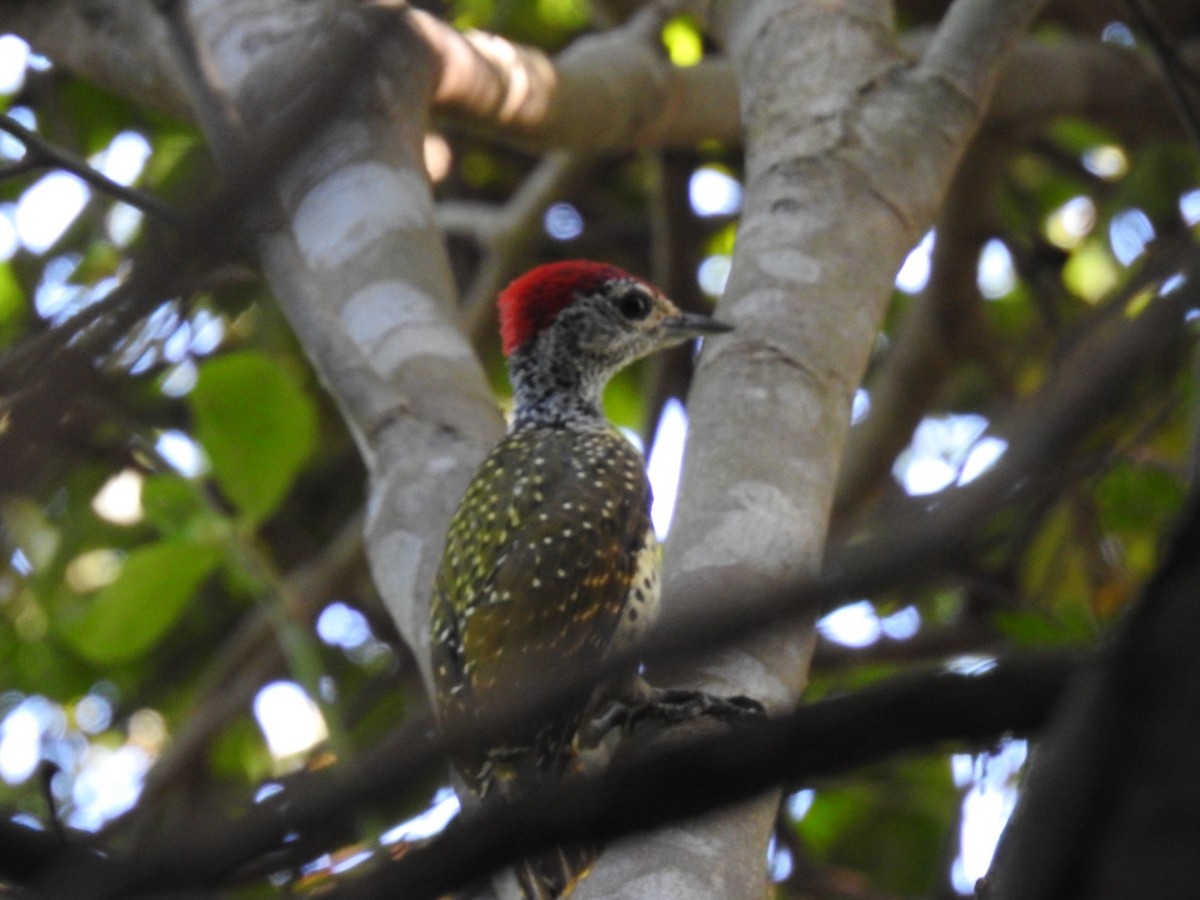 Green-backed Woodpecker (Spot-backed) - ML620342394