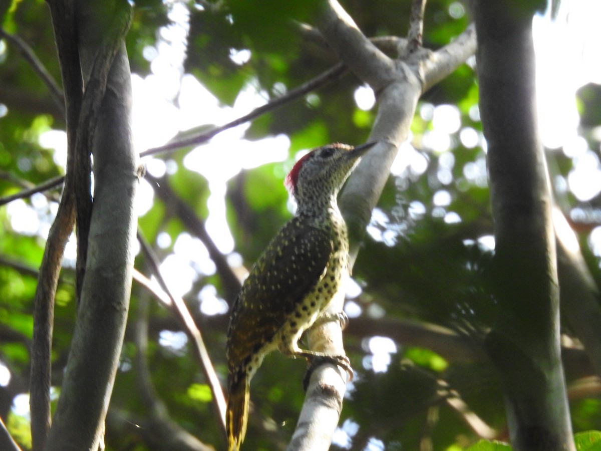 Green-backed Woodpecker (Spot-backed) - ML620342395