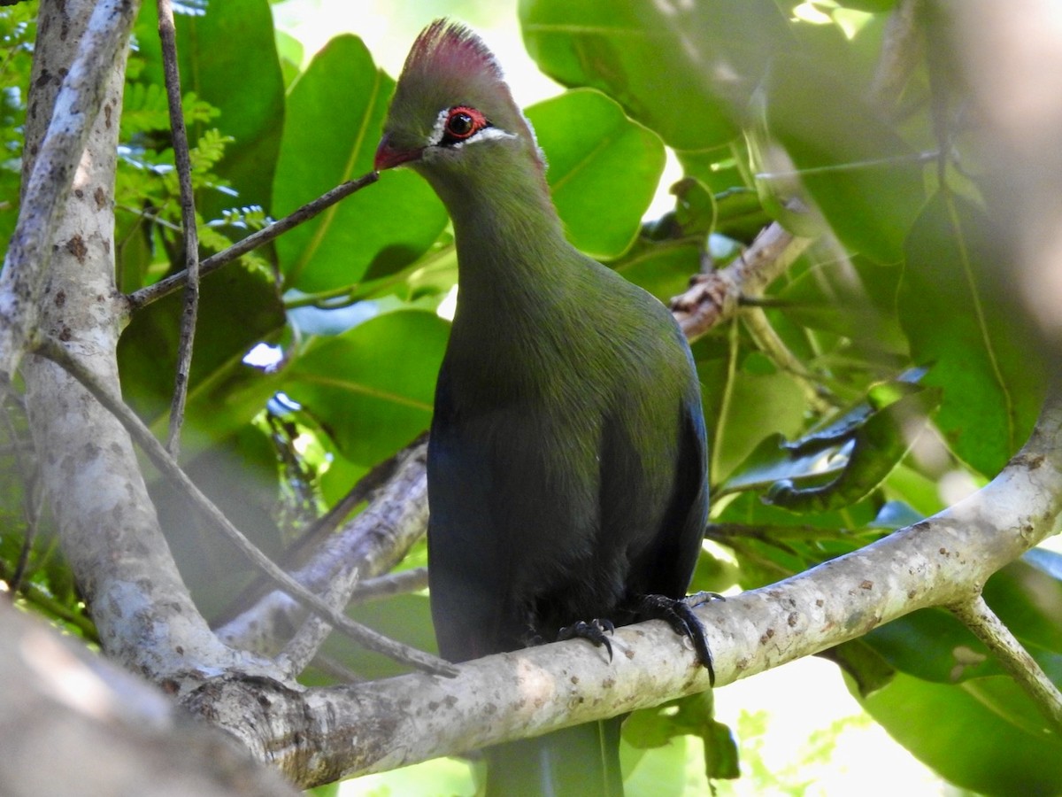 Turaco de Fischer (Zanzíbaricus) - ML620342400