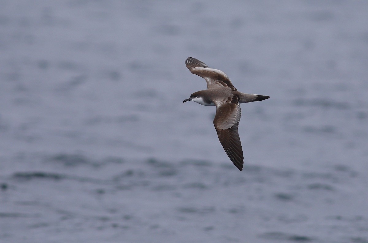 Buller's Shearwater - ML620342401