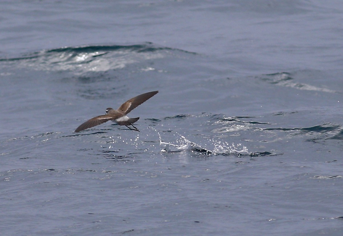 White-faced Storm-Petrel - ML620342407