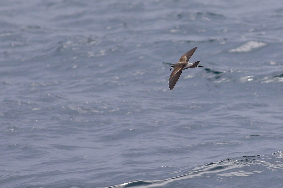 White-faced Storm-Petrel - ML620342408
