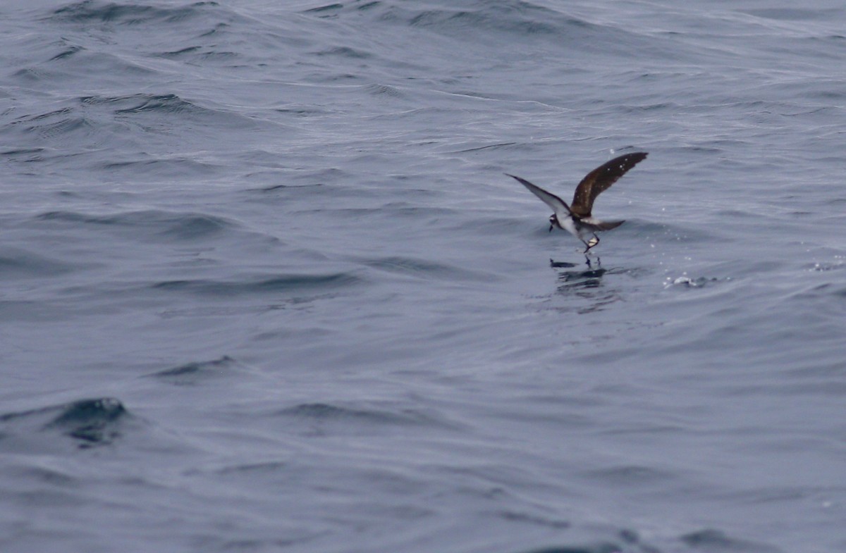 White-faced Storm-Petrel - ML620342409