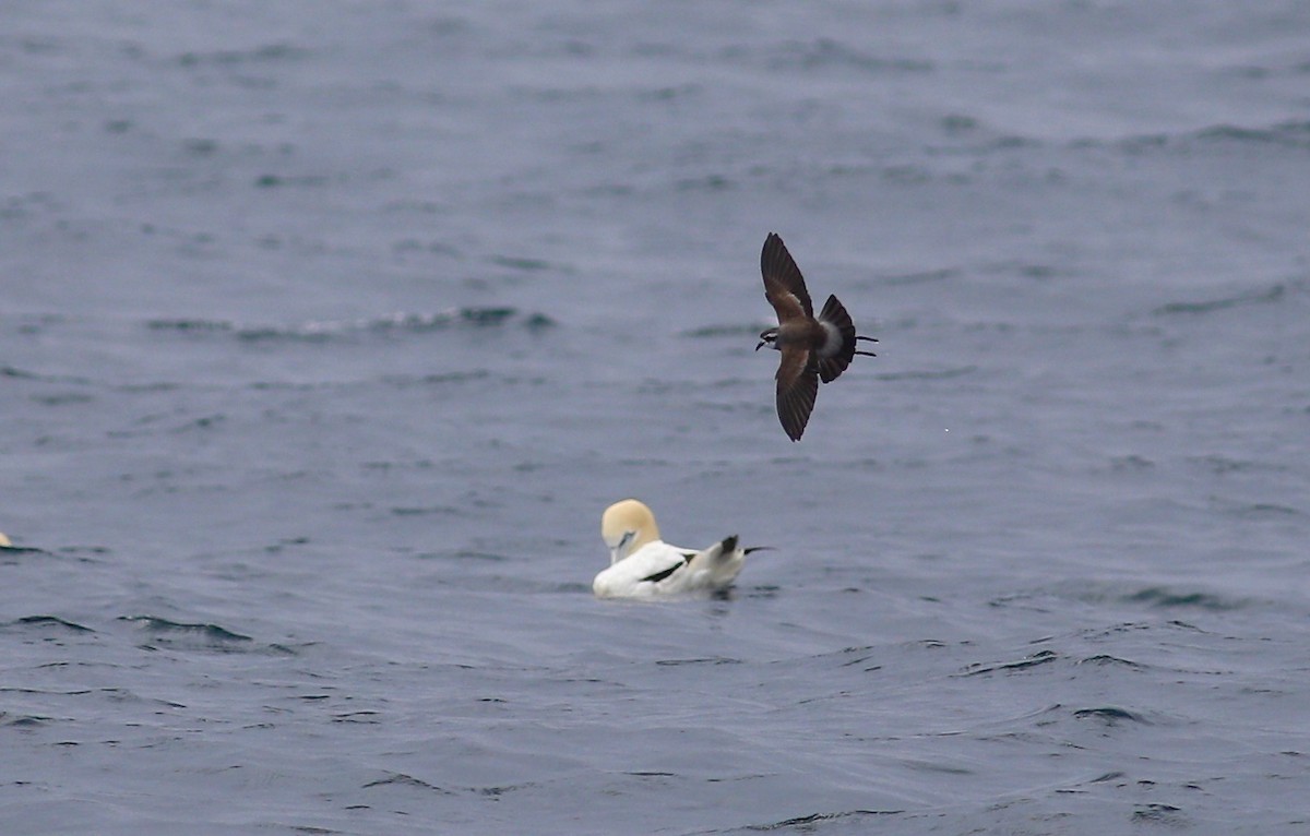 White-faced Storm-Petrel - ML620342414