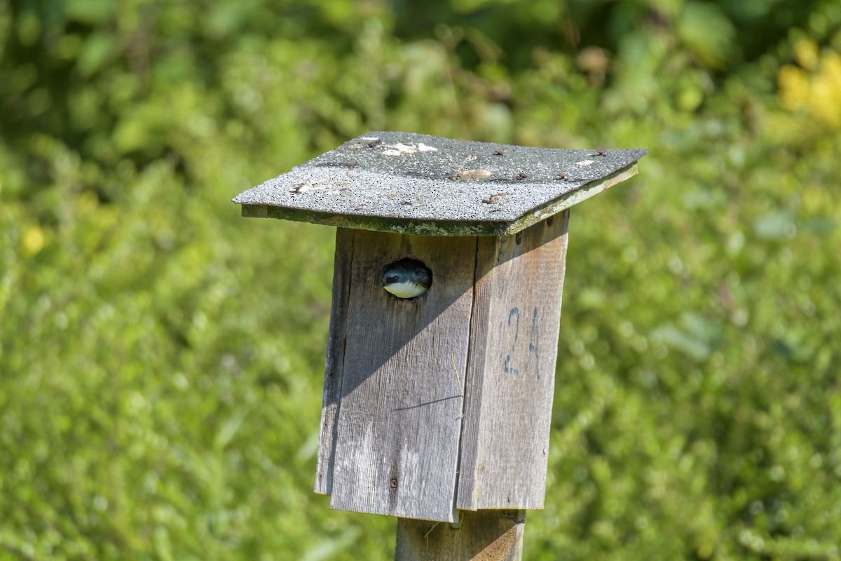 Tree Swallow - Robert Bedell