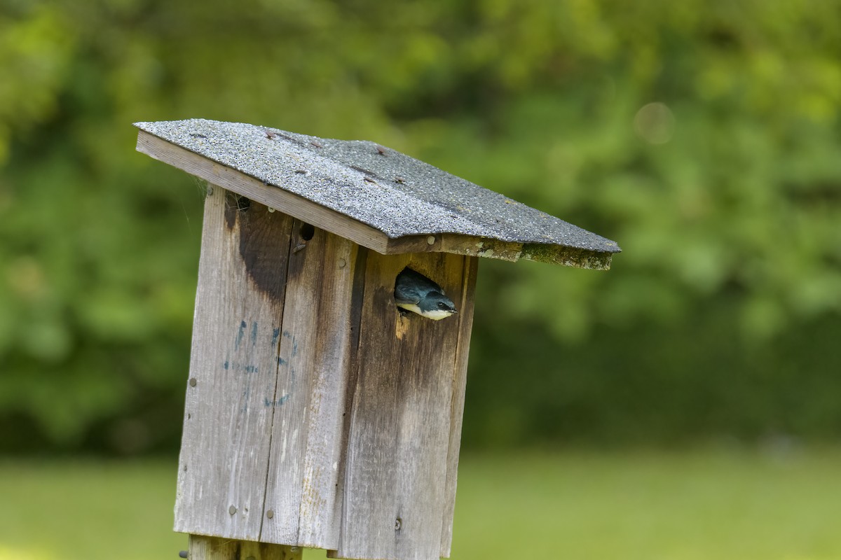 Tree Swallow - ML620342426