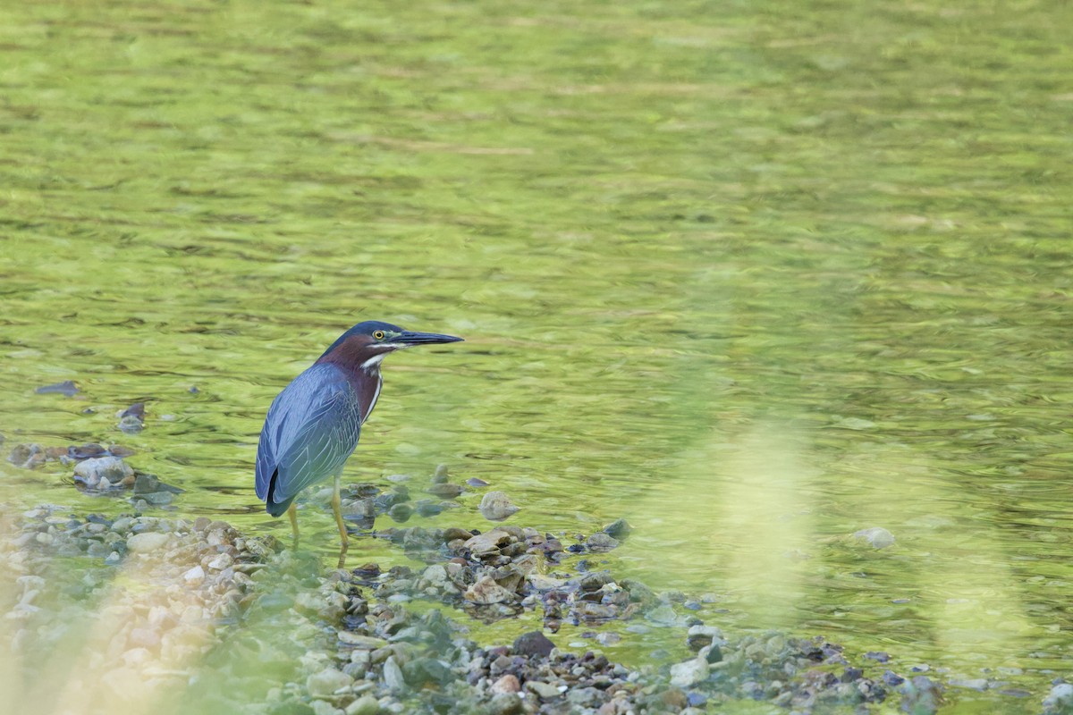 Green Heron - ML620342439