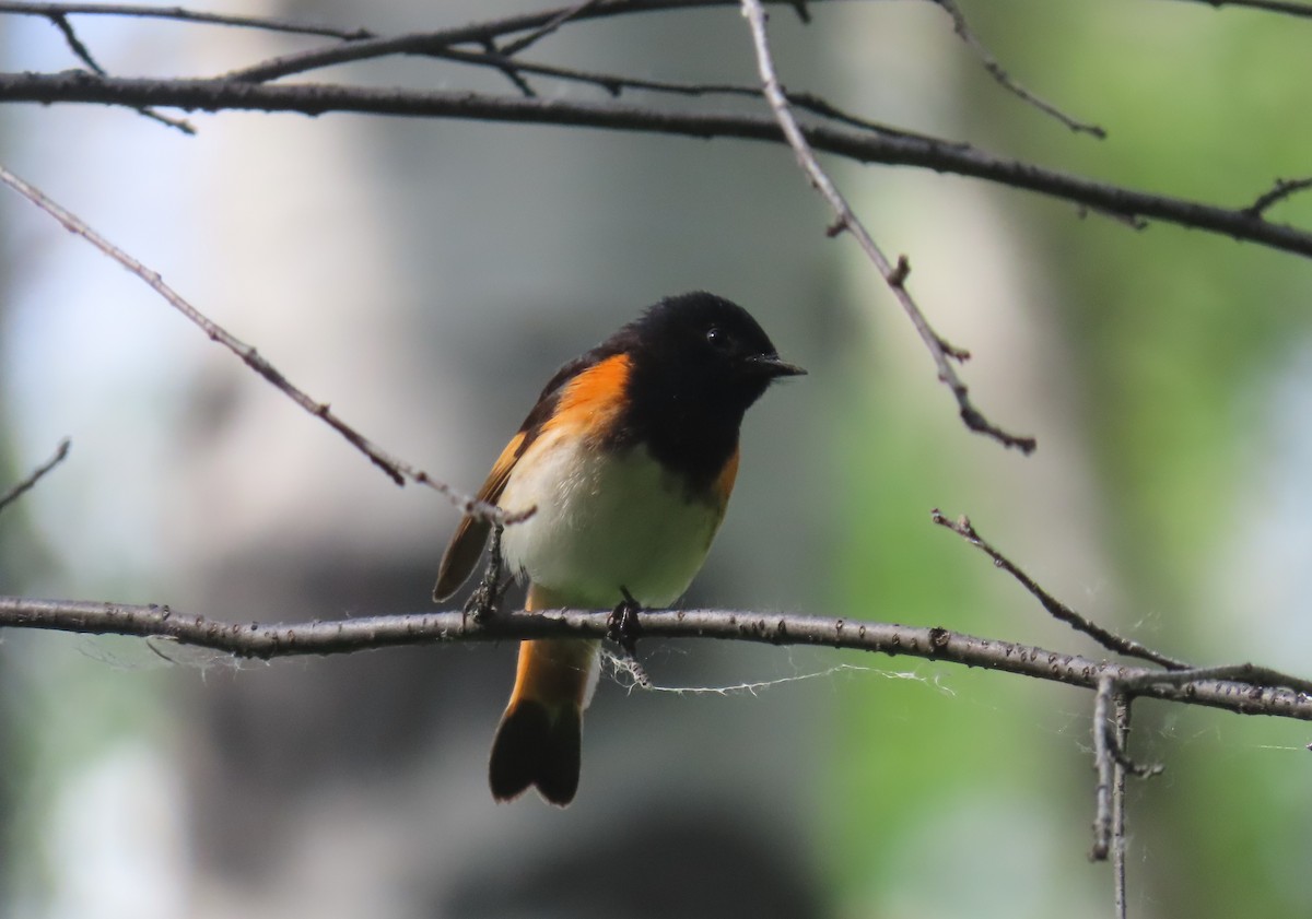 American Redstart - Alfred Scott