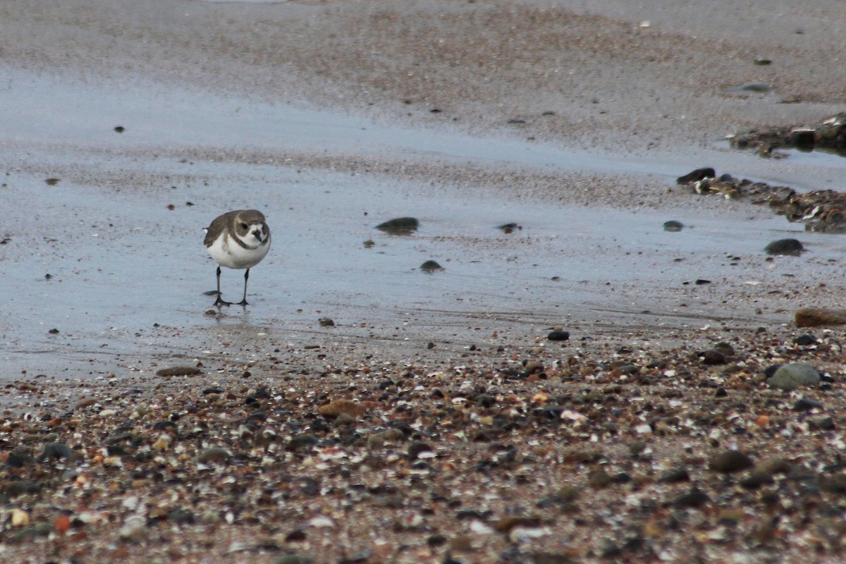 Two-banded Plover - ML620342458