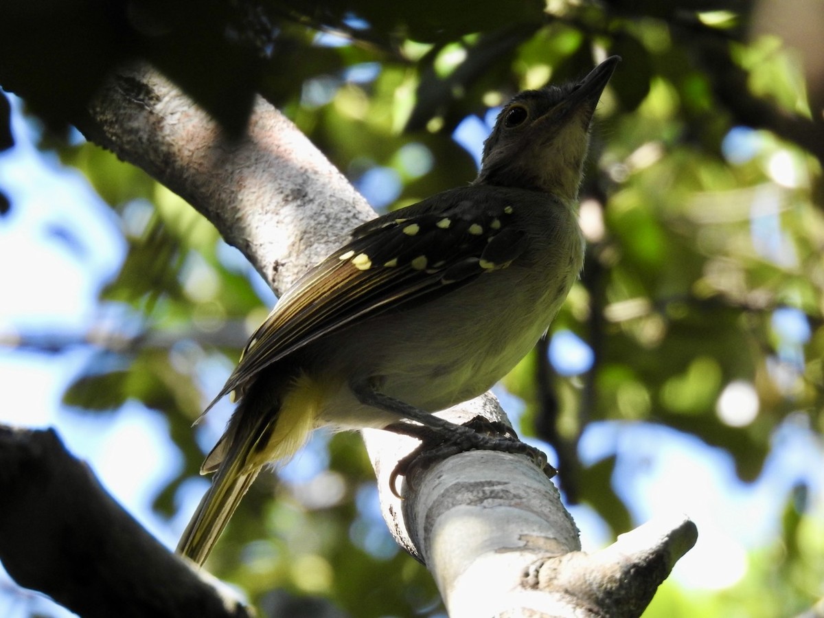 Braunkopf-Tropfenvogel - ML620342463