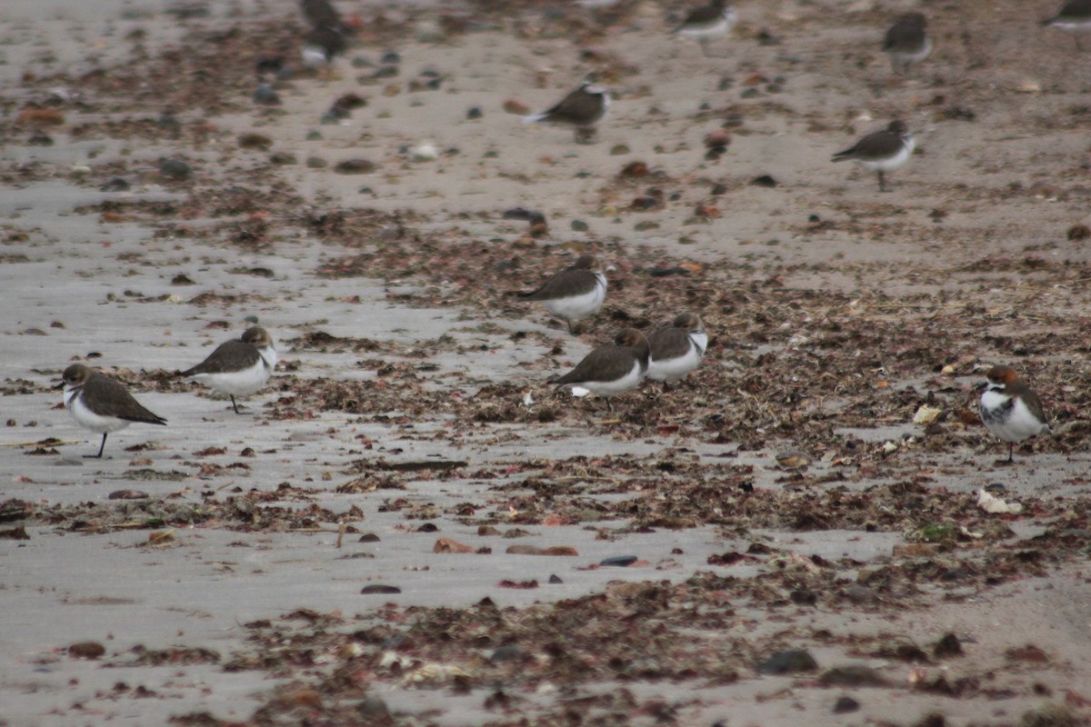 Two-banded Plover - ML620342488