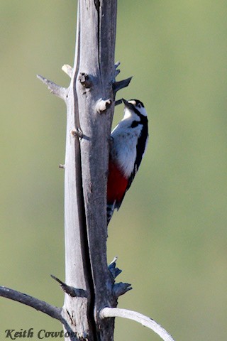 Great Spotted Woodpecker - ML620342489